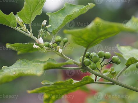 Solanum torvum .